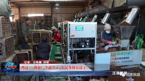 雞冠菌包廠全面開工，網絡工程賦能，農民冬閑有活干